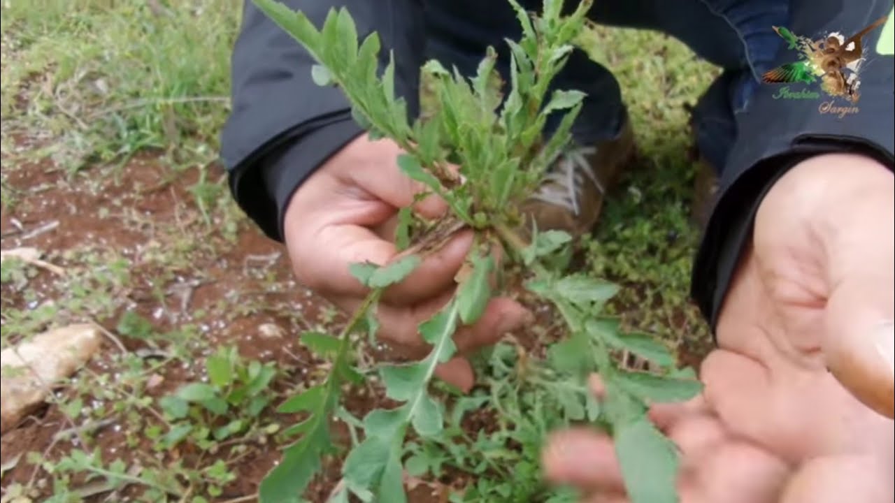 Gelincik otu nasıl bulunur? Gelincik köftesi tarifi.