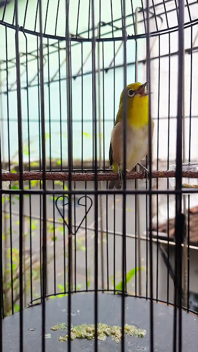 Pleci montanus/monty