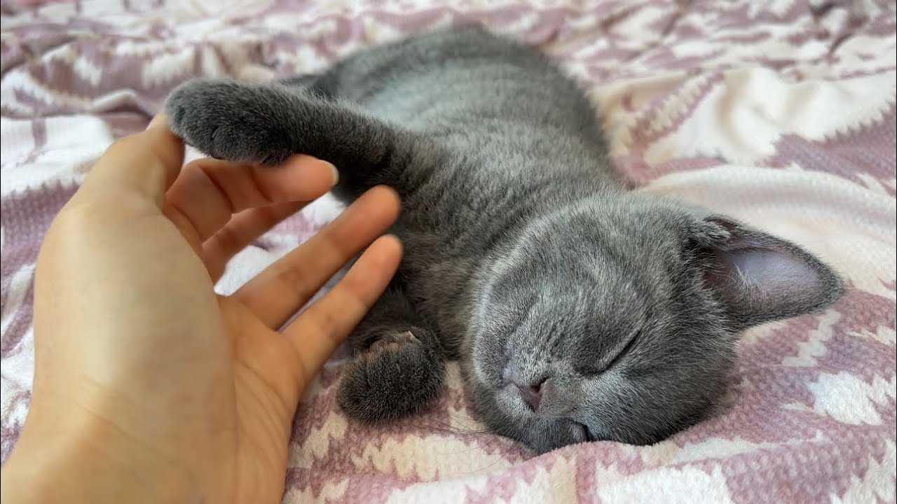 햇살드는 오후, 우동이🩶 A Gentle Afternoon with Udon