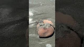 Sea Pork Washed Up on Myrtle Beach?! 🌊🧠 Weirdest Beach Find Ever!