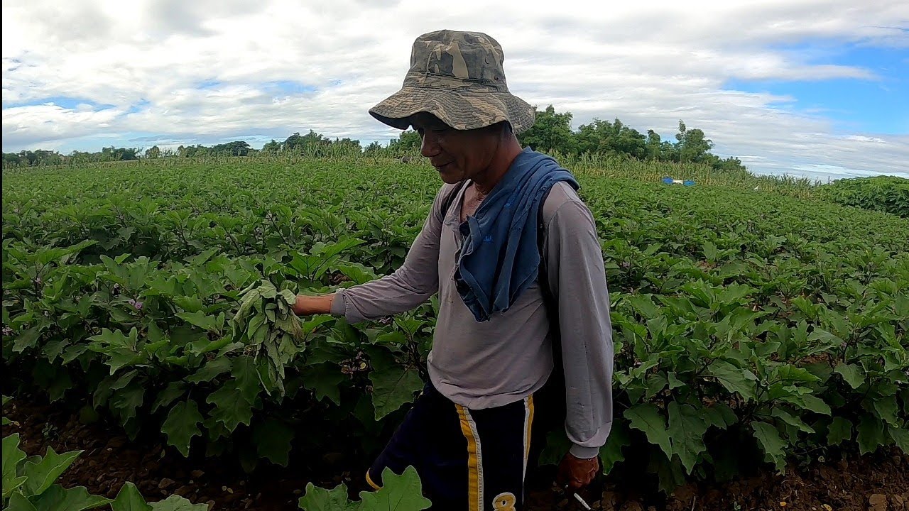 NATUTUYONG USBONG AT NALALANTANG TALONG PROBLEMA SA ARAYAT