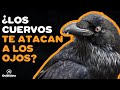 CUERVOS 10 CURIOSIDADES Sobre Ellos SON PELIGROSOS 