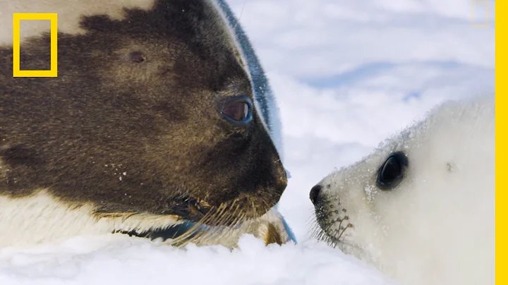 The Harp Seal's Race Against Time - Ep. 5 | Wildli...
