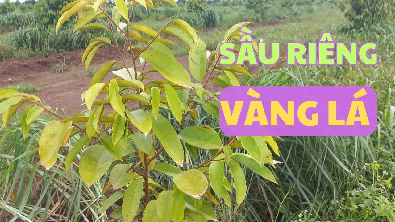 Cách chăm sóc sầu riêng vàng lá mùa mưa