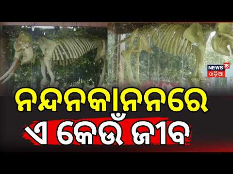 Legendary Tusker Ramu’s Skeleton Displayed at Godibari Nature Camp | Chandaka Sanctuary Odia News