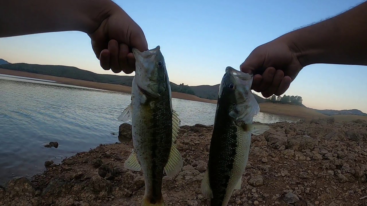 Lake McClure Horseshoe Bend Top Water Fishing ( Doubled ⬆️ + Double