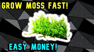 Grow Moss for Profit - Easy Money!