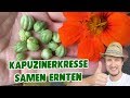 Harvest nasturtium seeds  Propagate & obtain seeds - YouTube