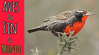 Aves Nativas de Chile - 40 bellas Especies.
