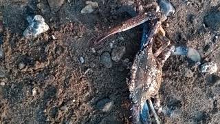 Oltama Mavi Yengeç Takıldı