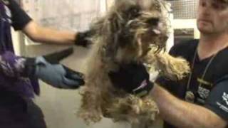 Texas Puppy Mill Raid