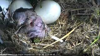 AEF DC Eagle Cam 4-30-18:  Hatching of DC6