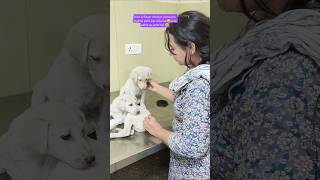 innocent puppies 🥰🥰#cute  #funny #dog #pets #petlover #shorts