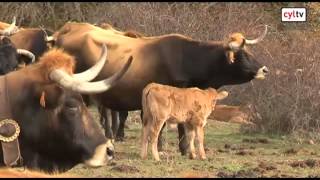 Las vacas zamoranas se lanzan a la conquista de la Rioja