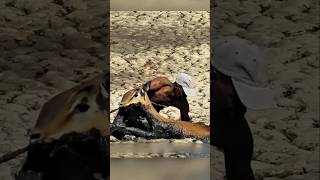 A Kind Man Rescued the Deer | Kind Man Rescues Deer 😱 #shorts #Deer #Wildlife #DeerRescue