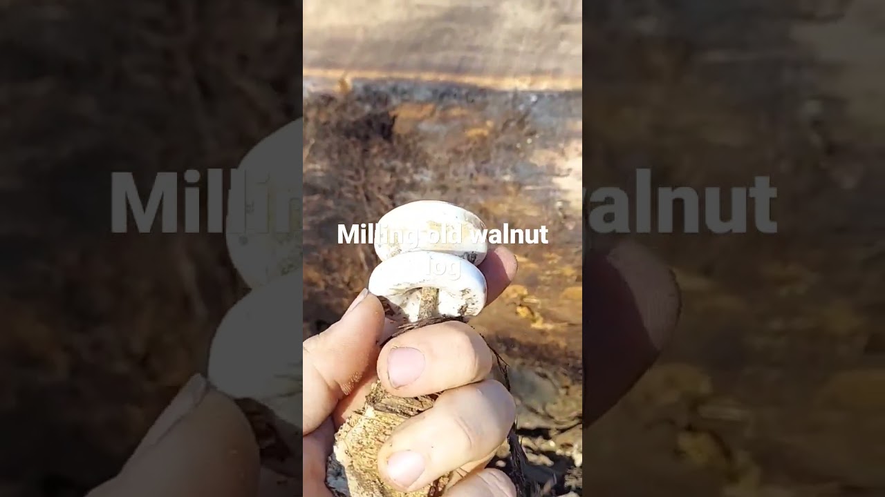 Telegraph insulator found in old walnut log while milling