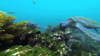 Cornell's Adult University (CAU) Galapagos 2014