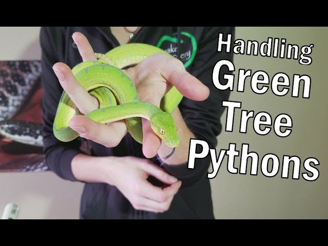 Green Tree Python Breeding and Housing 