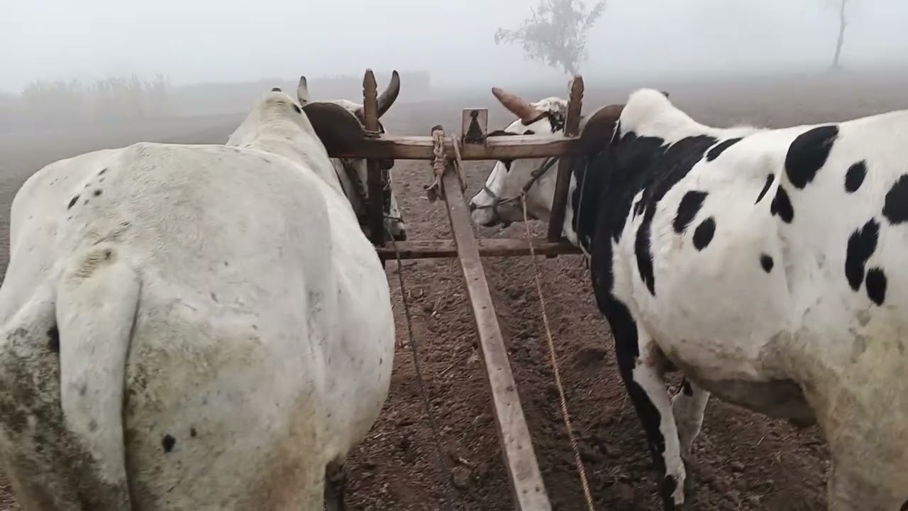 بیلوں کا چیزل 