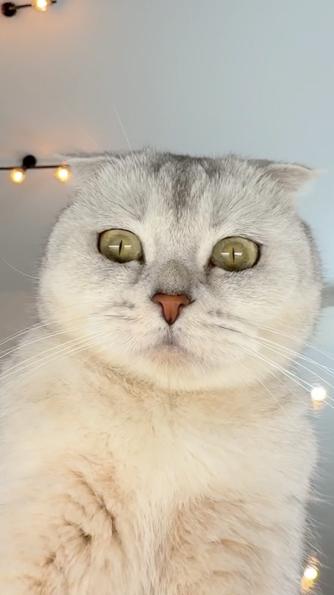 ? #cat #cats