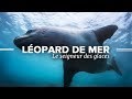 Léopards de mer, le Seigneur des Glaces - Documentaire