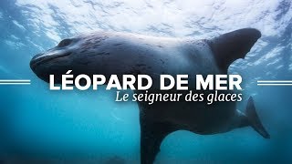lion de mer vs morse