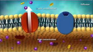 Cell Transport Mcgraw Hill Biology Animation
