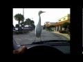 The Surfing Bird(video)