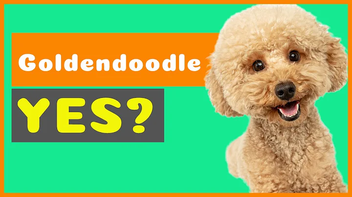 Why You Should Really Get A Goldendoodle!