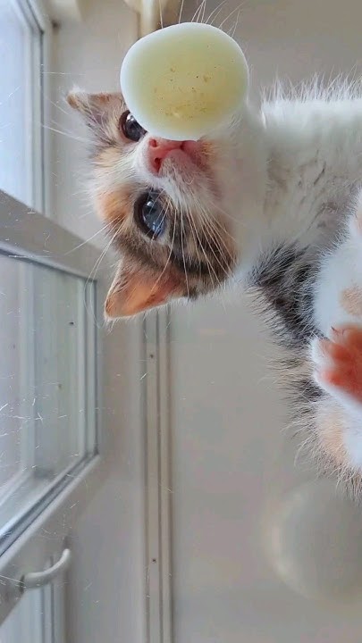 СМЕШНЫЕ КОТИКИ МИШЕЛЬ ЕСТ КОЗЬЕ МОЛОКО #kitten #shortvideo #pets #cat # ...