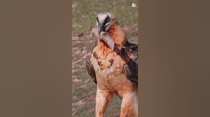 The Vulture That Swallows Bones Whole!