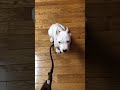 Dogo Argentino Training 11 Weeks Lay Down Command