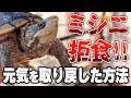【ミシニ】拒食していたカメが食べるように!回復した方法を解説します【亀飼育】