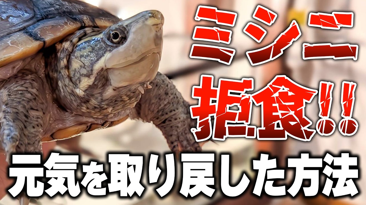 【ミシニ】拒食していたカメが食べるように!回復した方法を解説します【亀飼育】