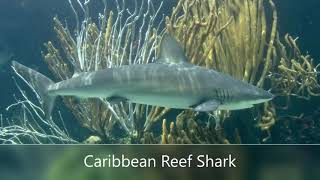 Bermuda Aquarium, Museum & Zoo (BAMZ)