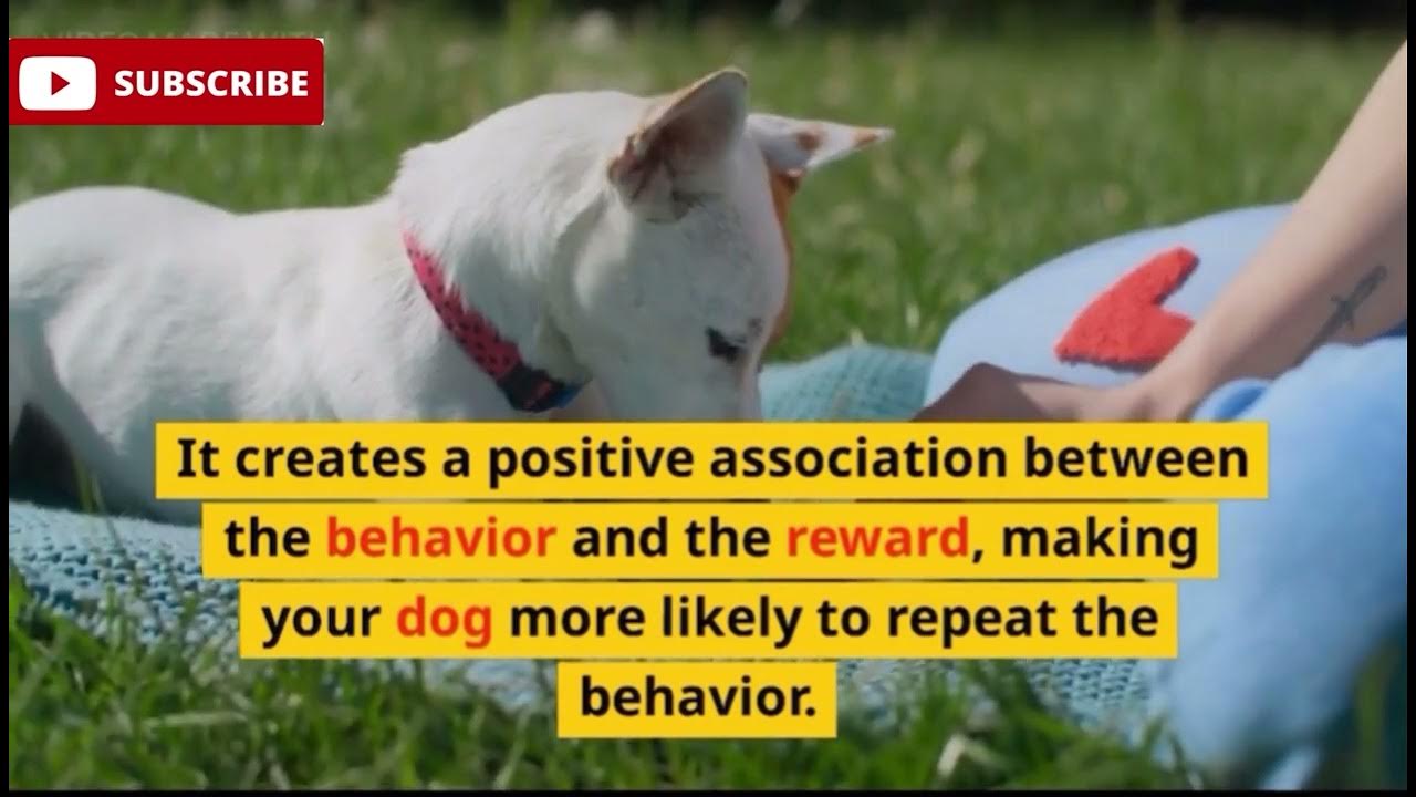 Why Dog training is important for your Dog YouTube