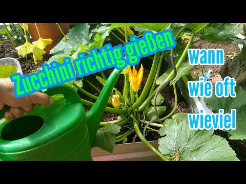 Video: Zucchini Gießen