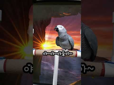 아빠보다 노래를 못하는 앵무새 연구대상똘이#<strong>parrot</strong> #반려동물 #shocked #shorts #funny #웃긴영상 #cute #동물 #apt