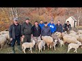 Полонина Стримба осінній розподіл овець вівчар з Колочави два коні і пісня Карпат