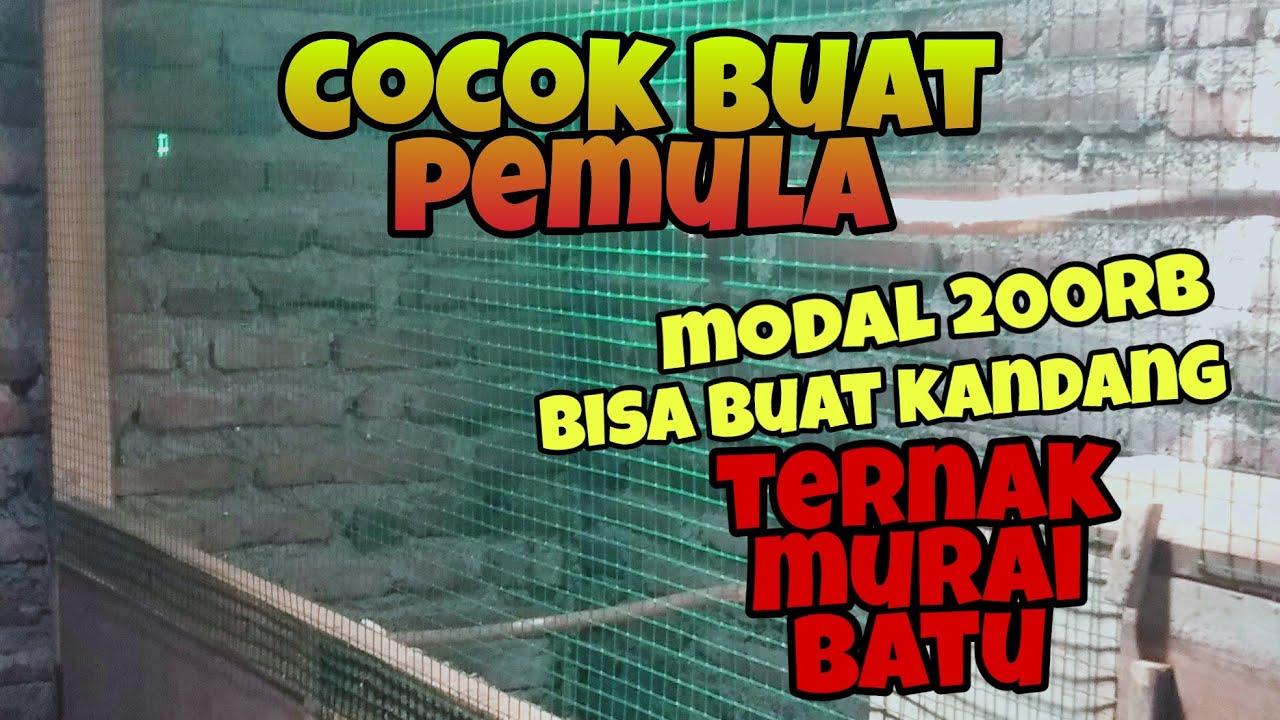 Belajar ternak murai batu bagi pemula 