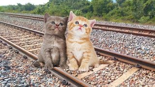 Crazy innocent cats  STOPS The High-speed Train and escapes in TrainZimulator screenshot 3