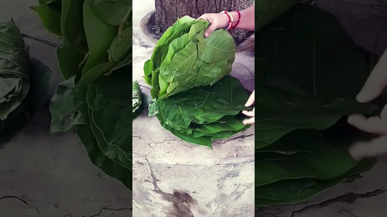 Eco-friendly Plates ll देशी प्लेट 