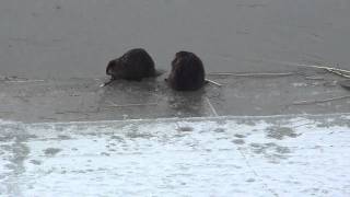 Beaver at Bowmont Park.mov