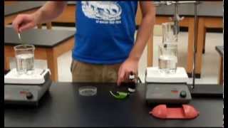 Photosynthesis Iodine Indicator Lab