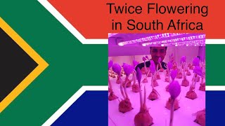 How is it possible to harvest saffron flower twice a year in South Africa ?
