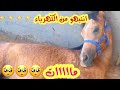 موت المهر بصعق كهربائي جديد المربط
