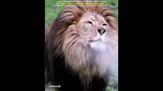 Tiger vs Lion 🔥 Roaring Sound 😲 #lionsound #tigersound #lionroar #shorts #shorts #lion #tiger #sher