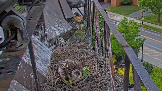 Red tailed Hawk Chick "P1" Fledges Off West End Of Nesting Platform | June 18, 2026