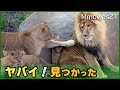 びっくりしたオリトの顔がｗ落ちた赤ちゃんライオンを助ける母イオ 鳴き声いろいろ〜育児風景(旭山動物園)