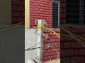 पड़ोस के बाथरू में पार्ट-1 ||🐒|| #trending #yts #funny #viral #bandar #money #memes #viral